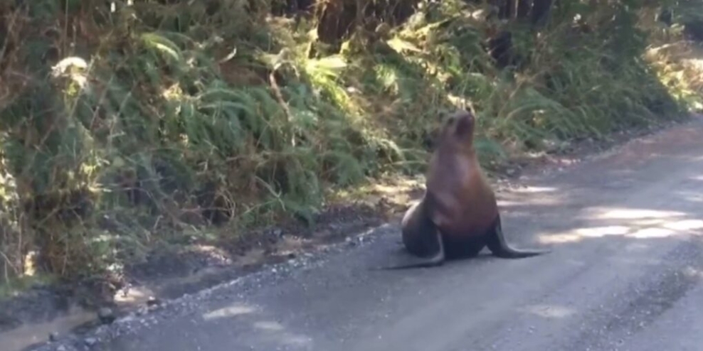 Sea lion on a gravel road