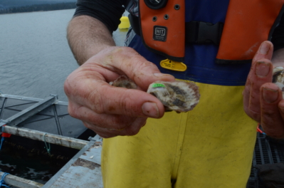 Young oyster held up to camera
