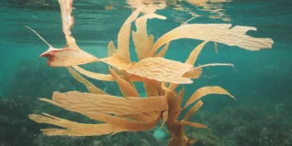 Seaweed growing on bottom of sea