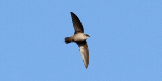 A view of a Vaux's Swift's belly as it flies from left to right of the picture. It is day time and there are no clouds.