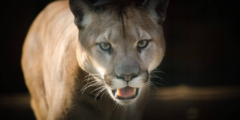 A cougar with its mouth open. It looks like it's stalking something.