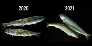 On the left, a photo from 2020 with two small salmon covered in sea lice. On the right, a photo from 2021 with two young salmon with no sea lice.
