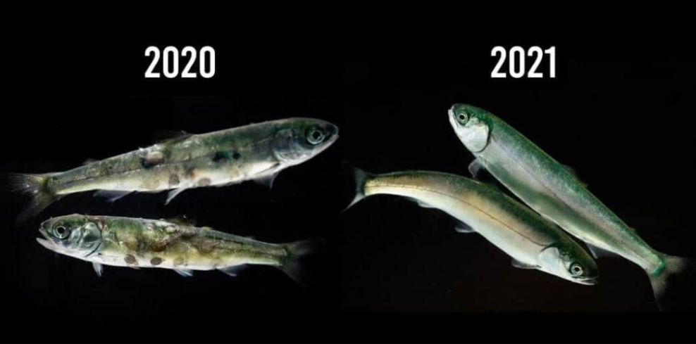 On the left, a photo from 2020 with two small salmon covered in sea lice. On the right, a photo from 2021 with two young salmon with no sea lice.