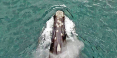 An aerial shot of a North Pacific right whale swimming in teal water.
