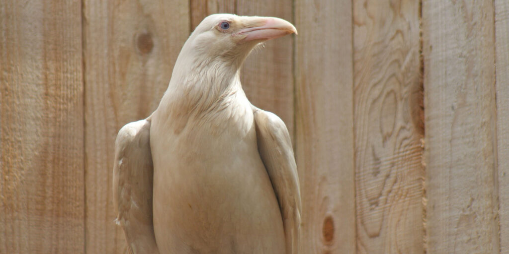 A white raven sits on a perch in front of a wood fence. It is looking off to the side.