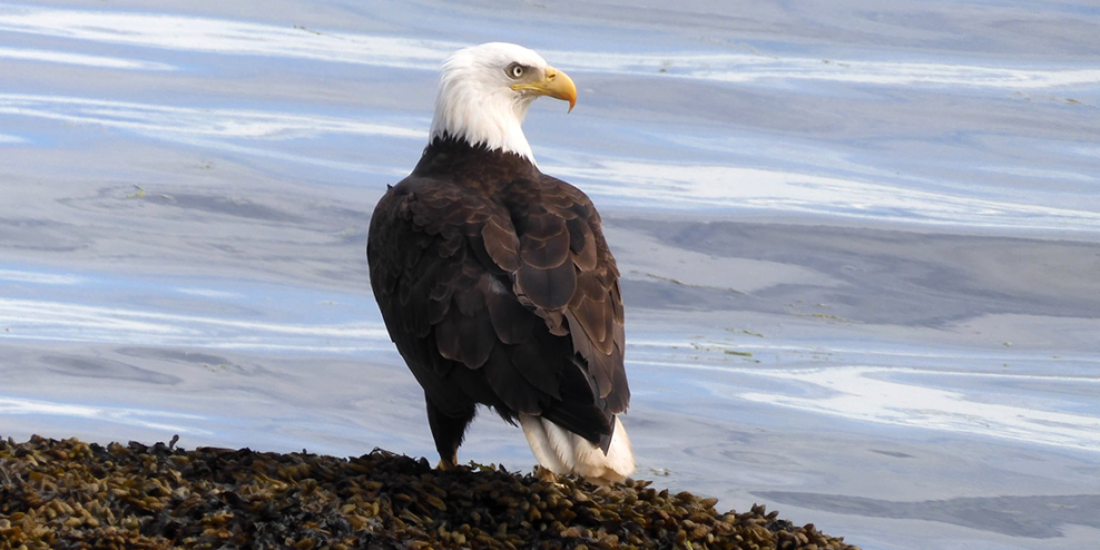 A bald eagle sits on a rock along the shore facing away from the camera.