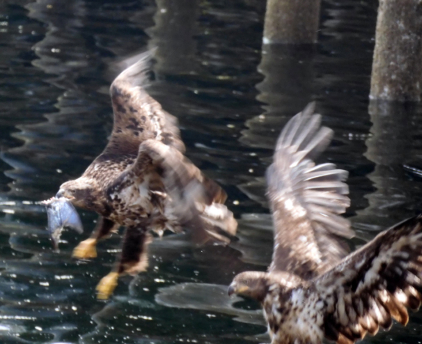 Two eaglets fly close to the water, one has a fish in its beak.