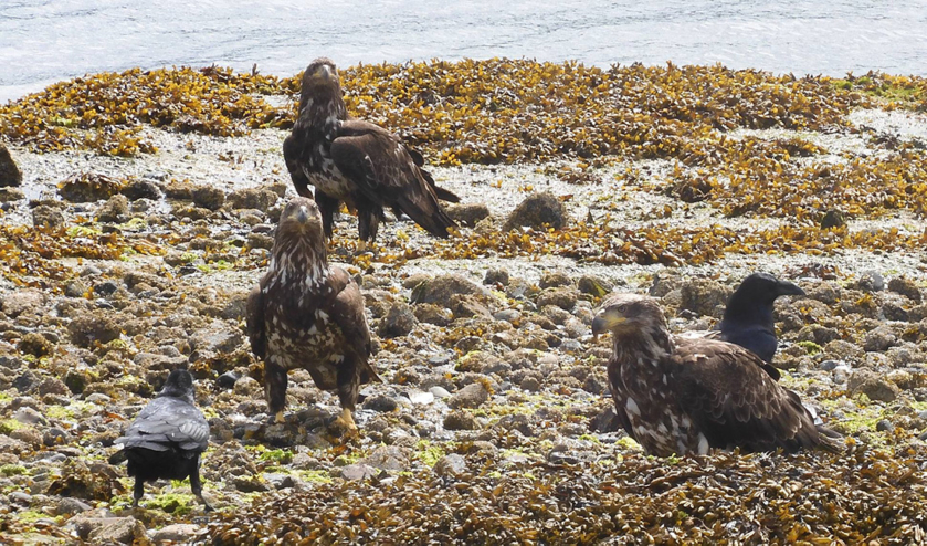 Three eaglets and two ravens perch among the seaweed and rocks on the shore.
