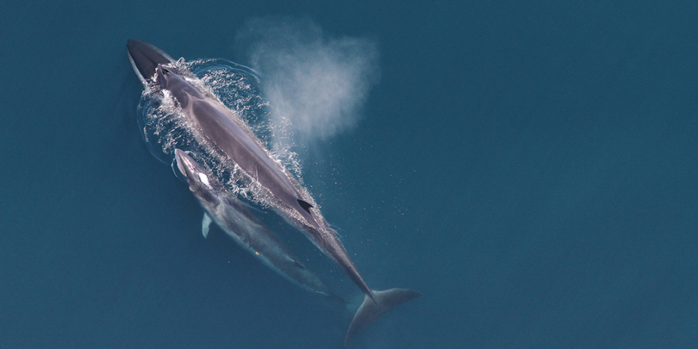 A sei whale and her calf swim in blue water.