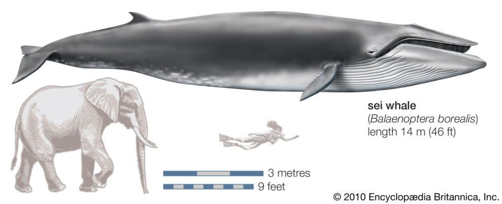 An illustration that shows how big a sei whale is compared to an elephant and a human. The sei whale is 4 times larger than an elephant.