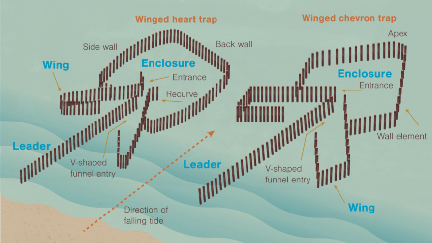 Illustrations of the heart-shaped and chevron-shaped fish traps.