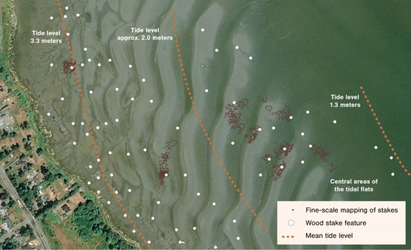 An aerial photo of the Comox Harbour shore with outlines of the different fish traps Nancy Greene mapped.