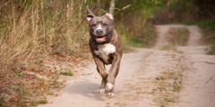 A pitbull runs playfully along a dirt trail with trees in the background.
