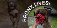 A picture of Bronx the dog with bright red muzzle on. In the background, a happy pitbull runs toward the camera.