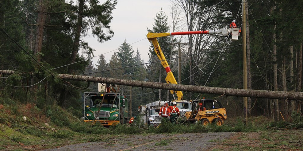 A huge fallen tree lies over a power line. Two trucks and workers try to fix the problem.