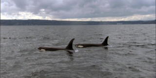 Two orcas swim past on a cloudy day.