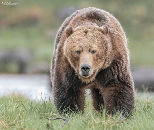 Grizzly Bear walking toward camera with river in background
