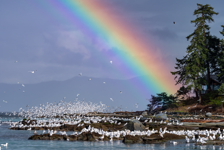 Rainbow over birds feeding on herring