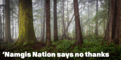 A picture of old growth in the fog with the words "'Namgis Nation says no thanks"