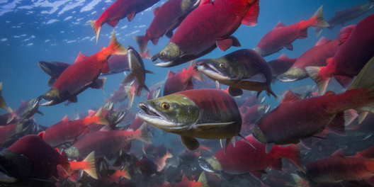 A school of Sockeye salmon swim in bright blue water.