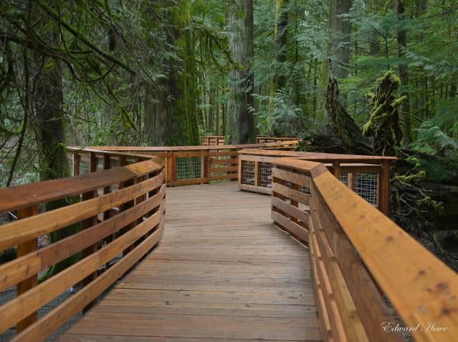 Wood boardwalk among many big trees at Cathedral Grove