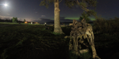 Chadwick the cougar, by Drifted Creations, stands in the foreground, with green northern lights and a nearly full moon in the background.