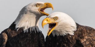 A close-up of two eagles at sunset. Their mouths are open and they look like two old guys having an argument.