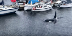 An orca surfaces between boats at a marina.