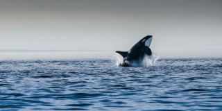A transient killer whale breaches off the coast of Tofino