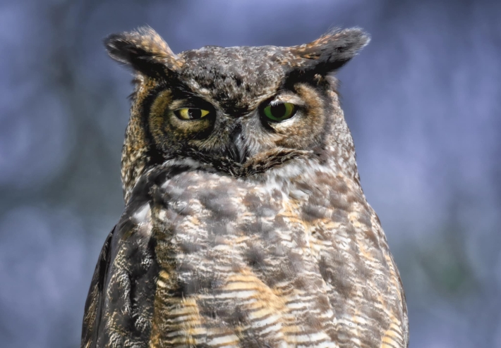 A closeup of an owl looking skeptically at the camera.