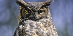 A closeup of an owl looking skeptically at the camera.