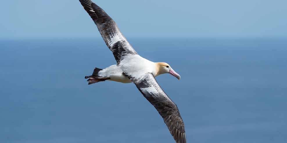 A short-tailed albatross soars over a blue ocean.