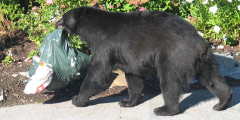A black bear walks down a residential sidewalk with a bag of garbage hanging from its mouth.