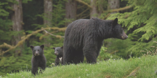 black bear with two cubs in BC temperate forest