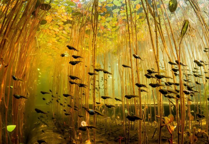 Underwater Photography At Cedar Lake showing Tadpoles.