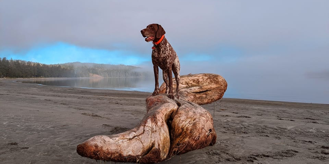 A dog smiles from its perch on top of a log on the coast.