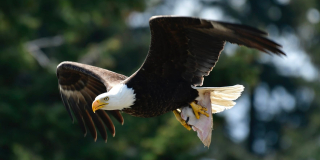 An eagle with a bright white head carries its lunch in its talons.
