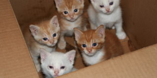 Five white and orange kittens stare up at the camera from inside a cardboard box.