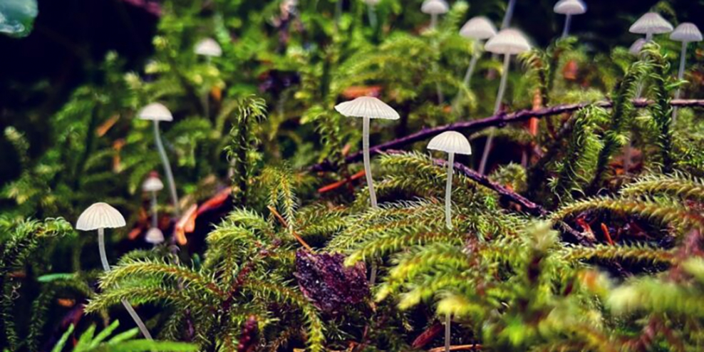 Tiny mushrooms grow from ferns in a densely wooded area.