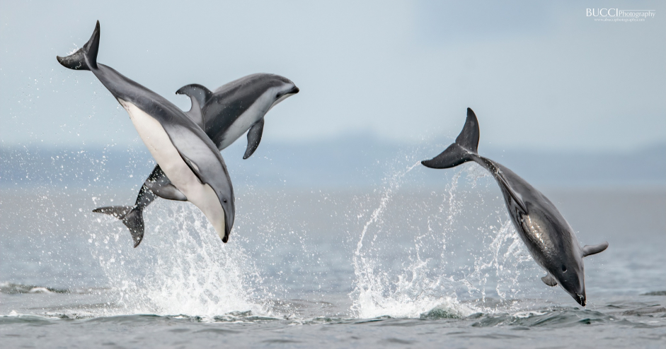 Pacific white-sided dolphins play in Blackfish Sound.
