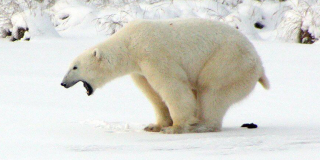 A polar bear yells while pooping on the ice.