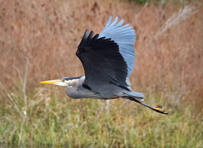 Blue Heron in Flight at Little River Marsh.