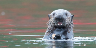 An otter smiles for the camera with a snack in its hand.
