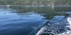 Dolphins ride the wake of a boat on a sunny day.