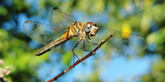 A closeup of a dragonfly perched on a tiny branch.