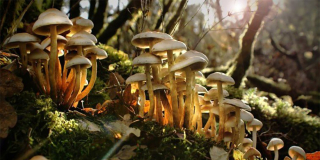 Small mushrooms grow in a cluster on a log in a sunbeam.