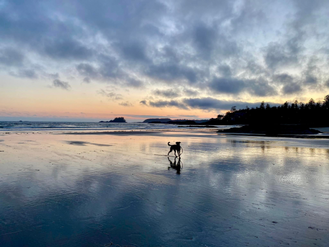 A dog plays with a stick on a beach at sunset.