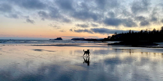 A dog plays with a stick on a beach at sunset.