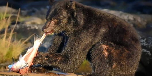 A black bear snacks on Coho salmon.