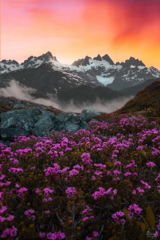 Haihte Mountain Range at sunset with wildflowers in the foreground.